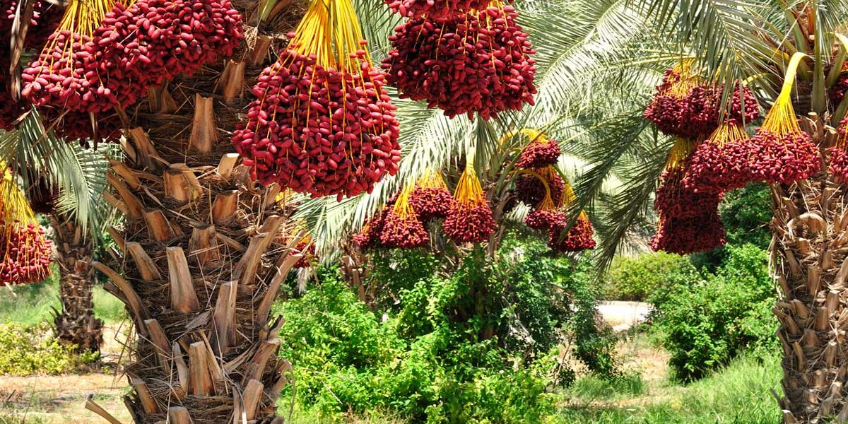 saudi dates exporter