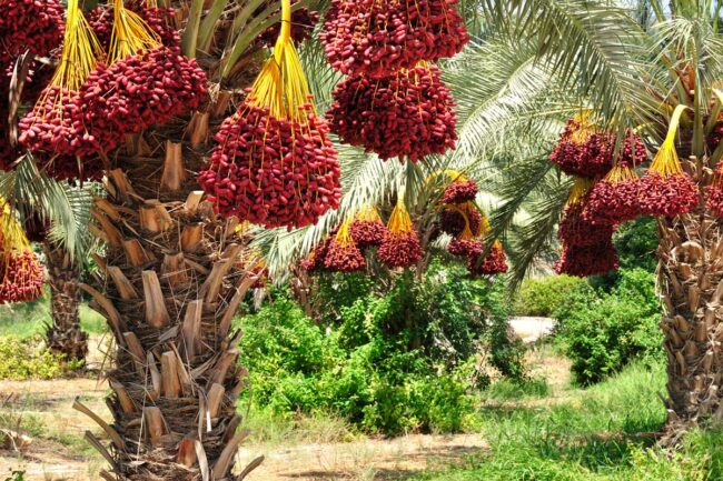saudi dates exporter